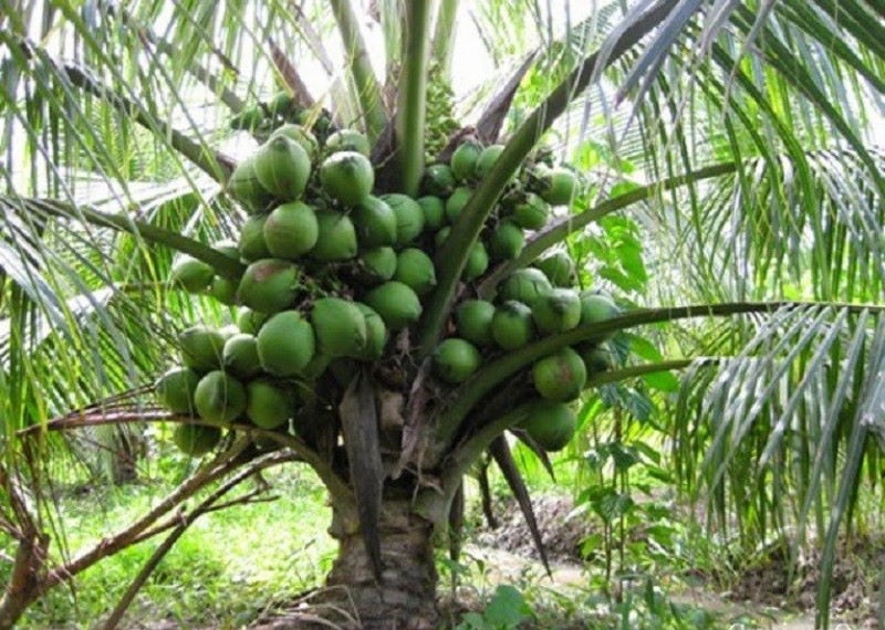 Bãi dừa xanh mát tại Tư Nghĩa, Quảng Ngãi, nơi thư giãn lý tưởng