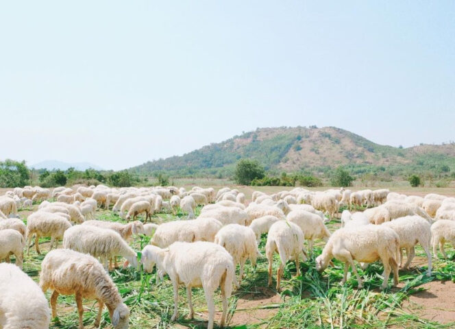 Đồng cừu Suối Nghệ