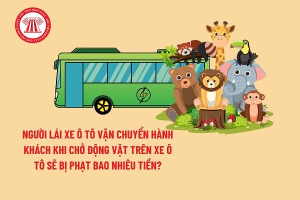Lái xe ô tô chở khách vi phạm quy định vận chuyển động vật trên xe sẽ bị xử phạt và trừ điểm giấy phép lái xe