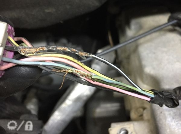rat chewed wires 233b251940834ac69f2c5bb847e2550c grande