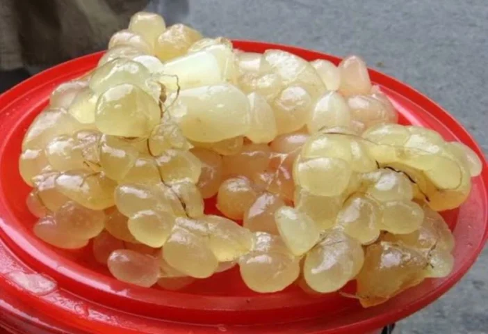 Sử dụng mỡ trăn, mỡ bò để đuổi chuột khỏi xe ô tô