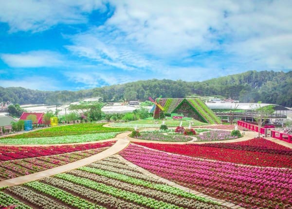 Vườn hoa thành phố Đà Lạt rực rỡ sắc màu, dễ dàng ghé thăm khi thuê xe ô tô đi chơi